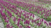 dactylorhiza foliosa 1